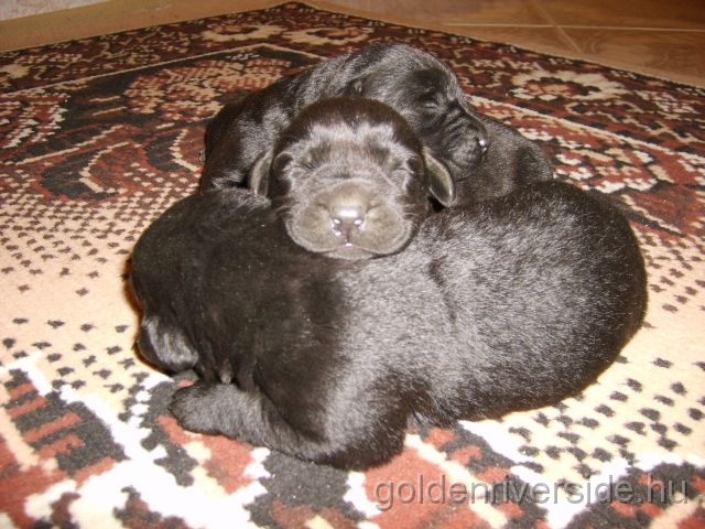 S6002881 k.jpg - Labrador retriever kiskutyk egy hetesen.